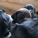 German Shorthaird Points Puppys -5