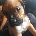 9w old puppies for sale-3