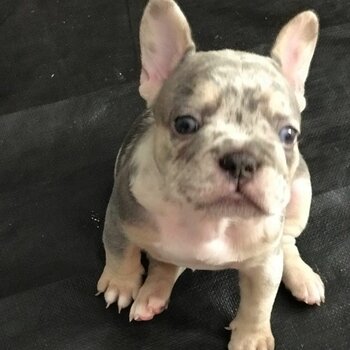 French bulldog puppy 