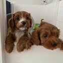 Cavoodles puppies and adult for Adoption Male and female for details email Murbyjay@ gmail . com-2