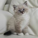 Adorable Ragdoll kitten