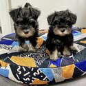 Miniature Schnauzer Puppies -0