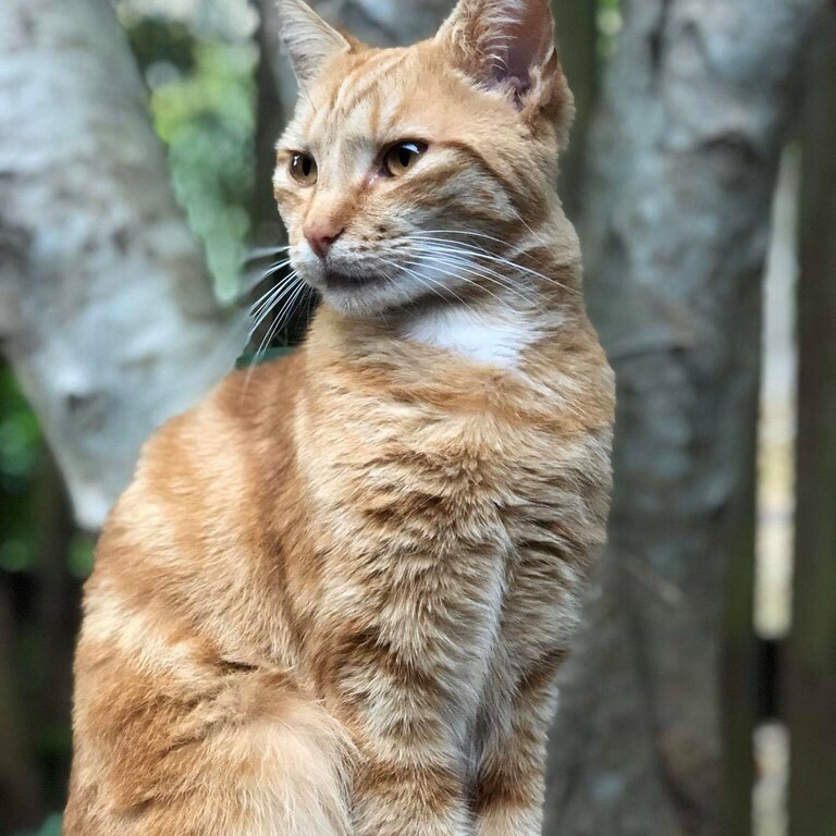 Lovely Orange Boy