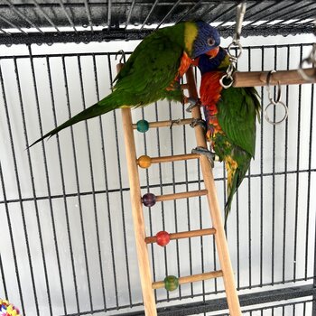 Beautiful Rainbow Lorikeets (PAIR)