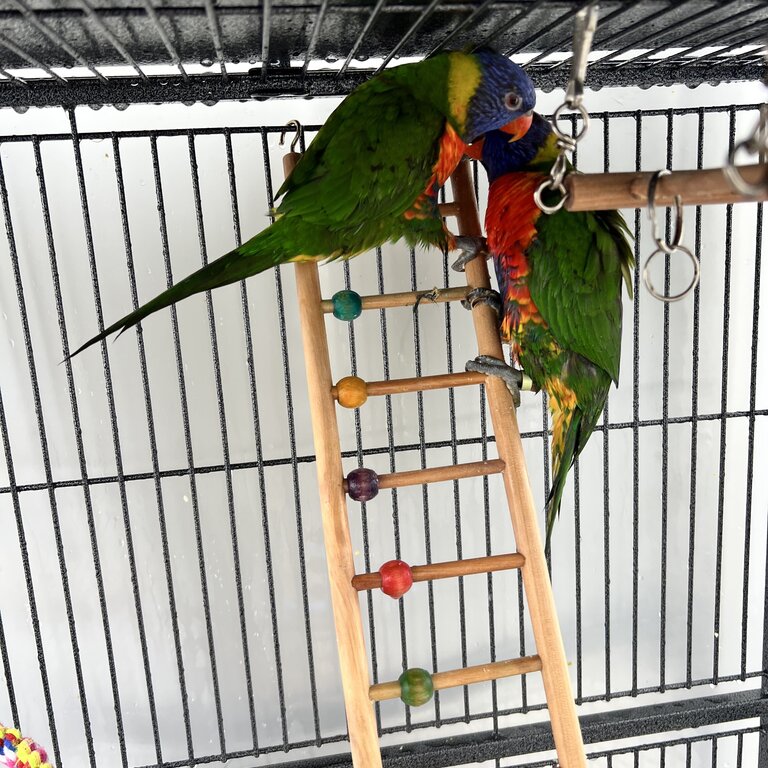 Beautiful Rainbow Lorikeets (PAIR)