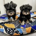 Miniature Schnauzer Puppies 