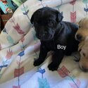 Labrador puppies -1
