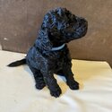 Beautiful Pure Bred Standard Poodles-4