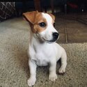 Jack Russell puppies -3