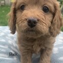 Cavoodle puppies -5