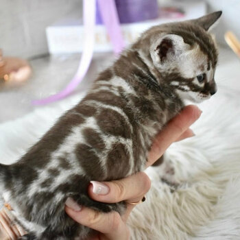 female Bengal kitten 