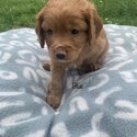 Cavoodle puppies -4