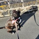 StaffyBoxer cross, 8month male, chocolate colour-1