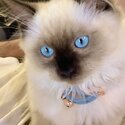 Pure breed Ragdoll-4