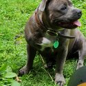 Female blue brindle staffy for sale-0