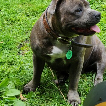 Female blue brindle staffy for sale