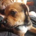 9w old puppies for sale-2