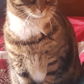 Pretty Layla is looking for a new home