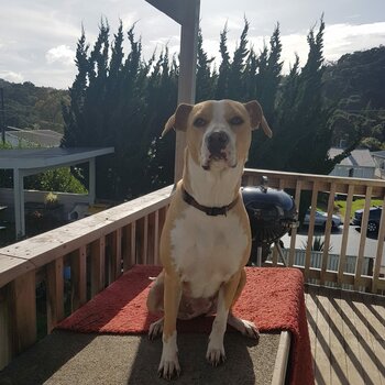 Cindy is waiting for a forever home