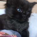 Kittens free. One month old now ready for new home mid February. -2