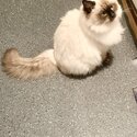 Pure breed Ragdoll-3