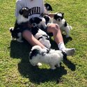 Multize shitzu puppies for sale -4