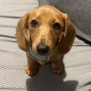 Sweet Dachshund Girl 