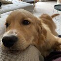2 year old male Golden Retriever