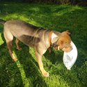 Blu needs a forever home