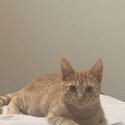 British Short Hair (7 Months) Needs New Home -0