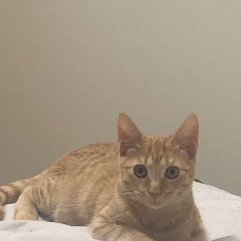 British Short Hair (7 Months) Needs New Home 