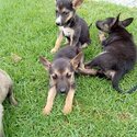 German shepherd X pups 7 weeks old-3