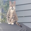 Ella & Freya (12yr old cats) need a new home!