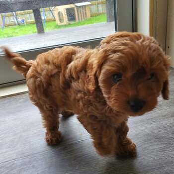 F2 Cavoodle puppies 
