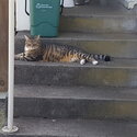 Pretty Layla is looking for a new home-3