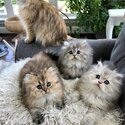 PERSIAN KITTENS 