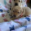 Labrador puppies -0