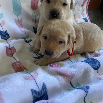 Labrador puppies 