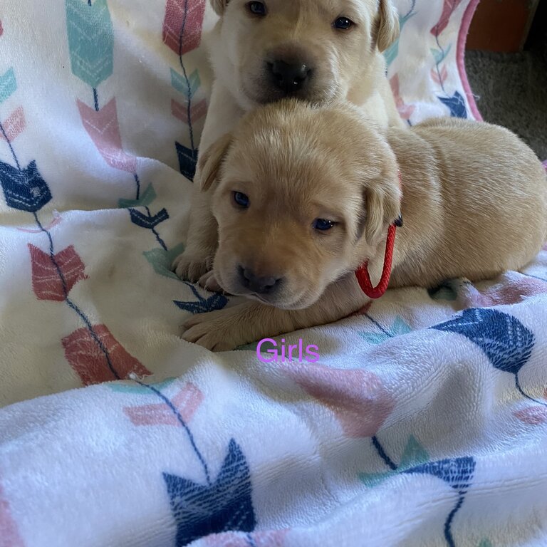 Labrador puppies 