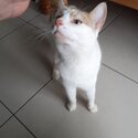 Lost cat needs new home-2