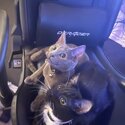 Two domestic shorthair cats for sale-1