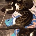 5 kittens for free-1