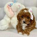 Cavoodles puppies and adult for Adoption Male and female for details email Murbyjay@ gmail . com-1