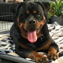 Female Registered Pedigree Rottweiler