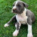 Stunning American Stacy Puppies