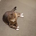 Pretty Layla is looking for a new home-2