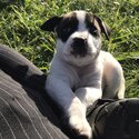 8 of the cutiest Mastiff staffy x pups needing forever home -1