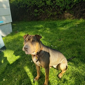 Blu needs a forever home
