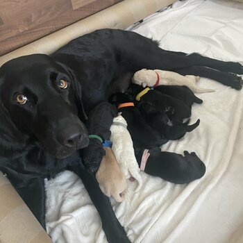 *1 BOY 2 GIRLS LEFT*LOVELY Labrador puppies