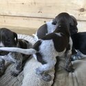 German Shorthaird Points Puppys -4